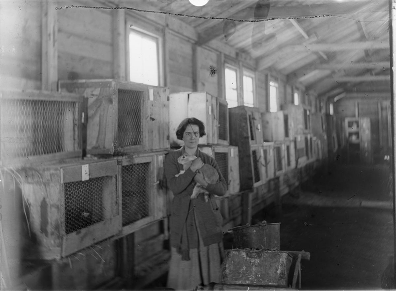 Miss Hall photographed with a rabbit at a farm at Grange-le-Comte. Maintaining this farm was part of the post war reconstruction work of the Friends' War Victims Relief Committee (FWVRC). The farm later became their headquarters by Olive Edis © Imperial War Museum